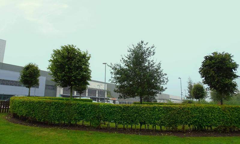 shrubbery and trees at a large distribution centre in nottinghamshire