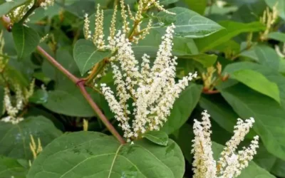 preventing-japanese-knotweed-infestation