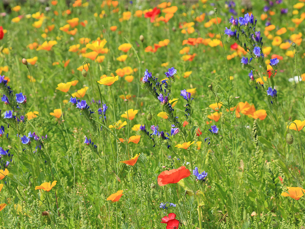 This client has over 70 properties across the UK in their portfolio and asked us to help with wildflower meadow creation as a part of their biodiversity strategy.