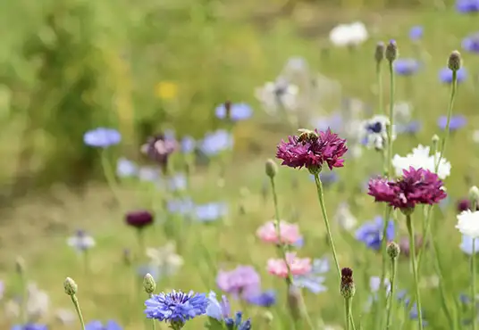 home-page-services-biodiversity-planting-services
