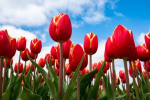 A close up of a field of red tulips in front of a blue sky with clouds