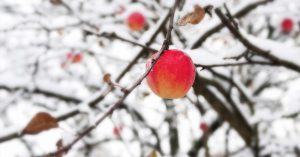 A red apple hanging off a snowy branch